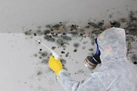 Best Biohazard Mold Removal  in Minnetonka, MN